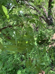 Bursera penicillata