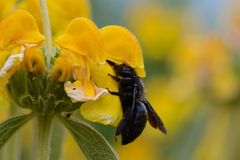Xylocopa violacea