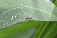 Solenopsis geminata