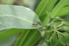 Solenopsis geminata