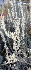 Artemisia tridentata tridentata