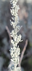 Artemisia tridentata tridentata