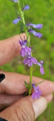 Lobelia gruina