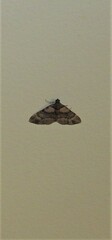 Eucymatoge