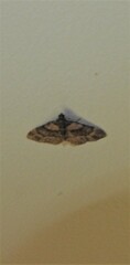 Eucymatoge