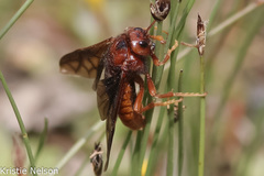 Cimbicidae