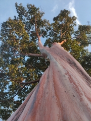 Calycophyllum spruceanum