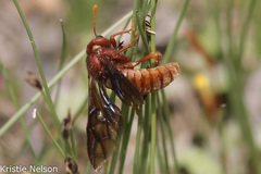 Cimbicidae