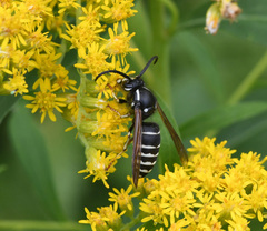 Dolichovespula arctica