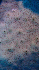 Overgrowing Mat Tunicate photo 2