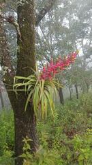 Tillandsia mooreana