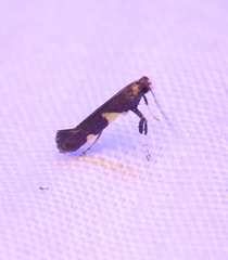 Caloptilia umbratella