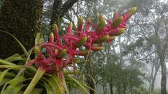 Tillandsia mooreana