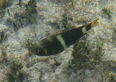 Chrysiptera leucopoma