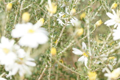 Olearia pimeleoides