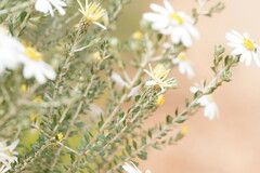 Olearia pimeleoides