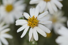 Olearia pimeleoides
