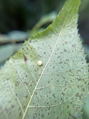 Caryomyia cilidolium