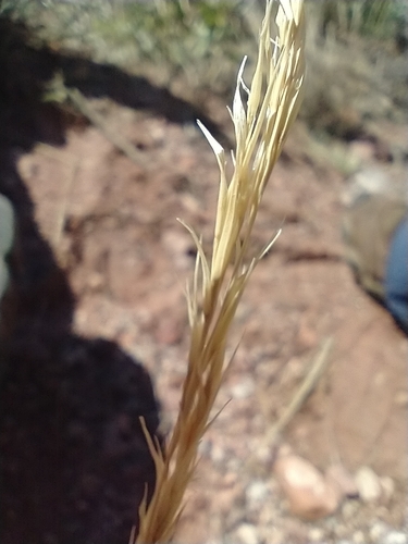 Scribner needlegrass (Achnatherum scribneri)