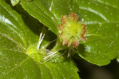 Acalypha mexicana