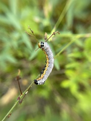 Pyrrhia