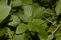 Acalypha mexicana