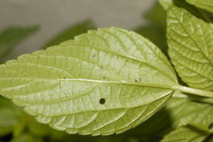 Acalypha mexicana