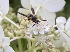 Parancistrocerus pedestris