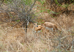 Antilope cervicapra