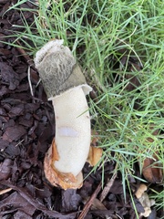 Phallus ravenelii