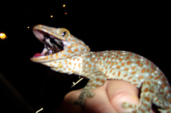 Gekko gecko