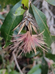 Angiospermae
