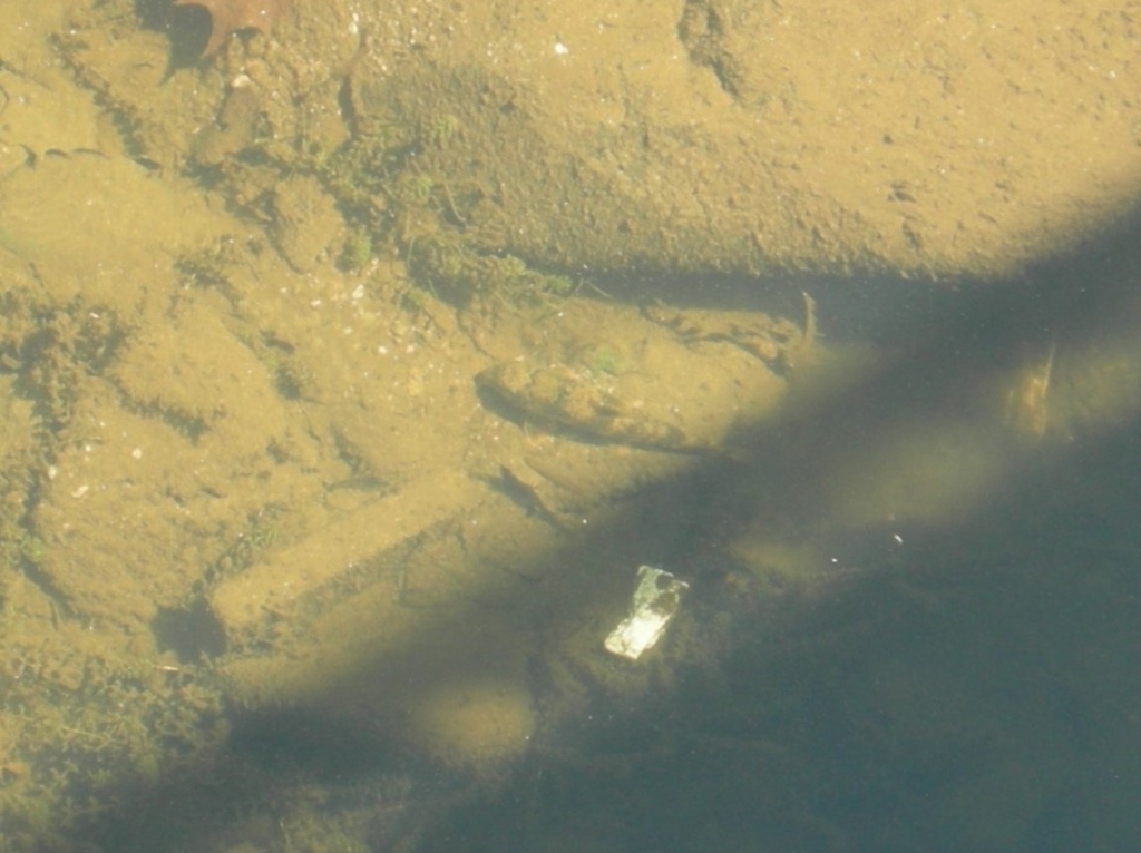 Northern Hog Sucker From None Ellicott City MD 21043 EE UU On August 18 2022 At 11 44 AM