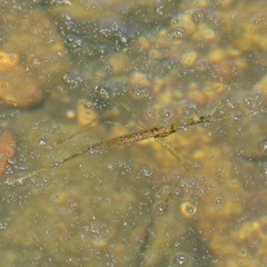 Ranatra quadridentata