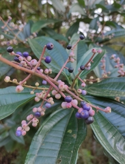 Miconia