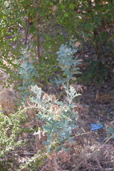 Argemone albiflora texana