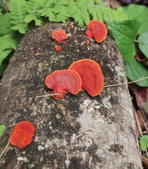 Trametes sanguinea