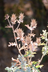Argemone albiflora texana