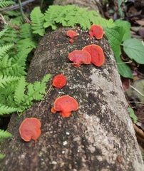 Trametes sanguinea