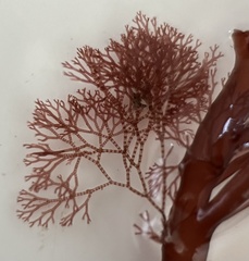 Ceramium deslongchampsii