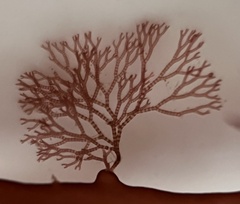 Ceramium deslongchampsii