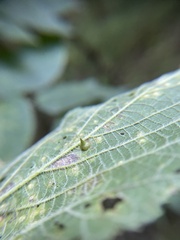 Celticecis spiniformis