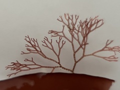Ceramium deslongchampsii