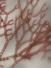 Ceramium deslongchampsii