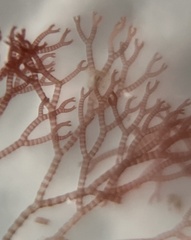Ceramium deslongchampsii
