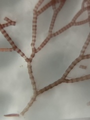 Ceramium deslongchampsii