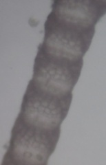 Ceramium deslongchampsii