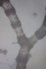 Ceramium deslongchampsii