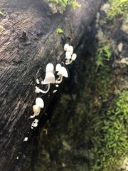 Coprinellus disseminatus