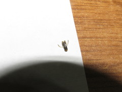 Trichocorixa reticulata